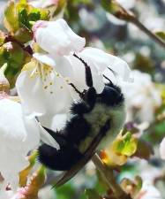 Warwick residents Jeremy and Tania Hudson sent in this image of a bee going about its job. Thought this was an awesome picture and wanted to share. He was such a friendly bee, too. #beekind. Thank you.