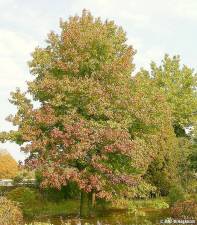 The Warwick Tree Commission will be planting 14 trees, such as this sweetgum, to celebrate Tree Planting Week, Nov. 2-6. Photo source: arborday.org.