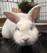Meet POWDER!