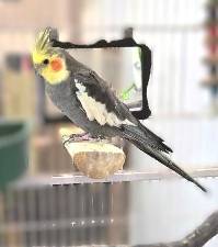 Meet Jaybird