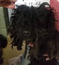 Darcy, a rescued black poodle mix, before being groomed. Photo provided.