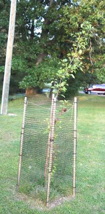 Mayor Michael Newhard also reported that a seedling from the famous Callery Pear Tree at the site of the World Trade Center, known as &#x201c;The Survivor Tree,&#x201d; had been planted this June in Veterans Memorial Park just to the right of the monument.
