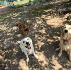 Orange County Dog Park. Photo: Molly Colgan