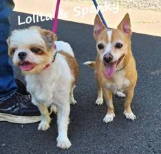 Meet Lolita &amp; Spanky