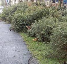 Residents of the Town of Warwick may bring their discarded Christmas trees next to the mulch pile, across from the Dial-A-Bus building on Public Works Drive, Monday through Friday from 6:30 a.m. to 4:30 p.m. and Saturday and Sunday from 11:30 a.m. to 4:30 p.m., now through Jan. 31.