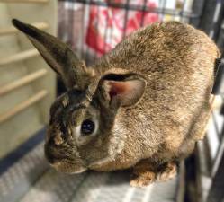 Meet JACKALOPE!