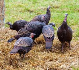 Since 1996, the DEC has conducted the Summer Wild Turkey Sighting Survey to track wild turkey productivity (the proportion of young of the year to adult hens) statewide. Photo by J-Photos on Unsplash.