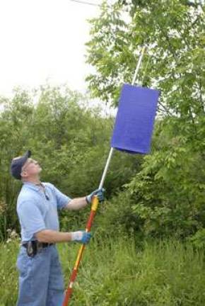 A state forester puts up a purple trap to catch the beetles.
