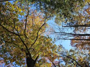 Village of Warwick announces fall leaf pickup