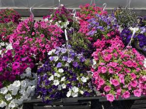 Hanging petunia baskets at Scheuermann Farms &amp; Greeenhouses.