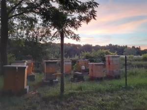 Little York Apiary