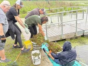 Water chestnut removal from the northeast arm of Greenwood Lake on June 7, 2025.