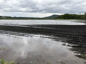 More than four inches of rain fell within a brief few hours during the early morning hours of Saturday, May 31, causing widespread flooding and tree damage throughout the Warwick Valley. Agricultural areas adjacent to County Route One, for example, resembled a shallow lake. Photo by Peter Lyons Hall.