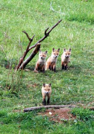 Members of one fox den on the property of the Grey Dawn Farm in Warwick show curiosity, but little alarm, reports property owner Cindy Krikava who took these photos. &igrave;They sat there and posed ... did not run away.&icirc;