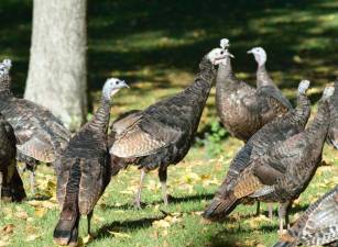 DEC seeks citizen scientists to help monitor turkey productivity