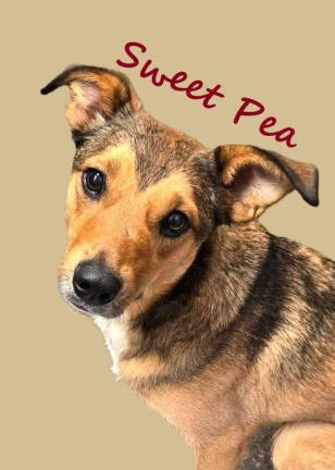 Meet Sweet Pea