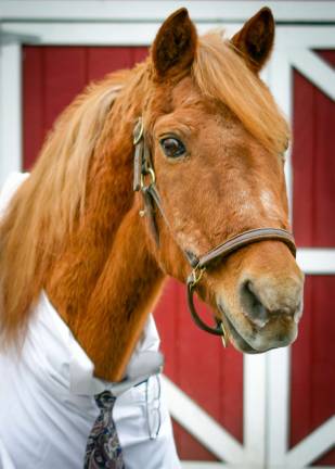 Provided photo This is Applause, one of the therapy horses at the Amity Foundation for Healing with Horses.