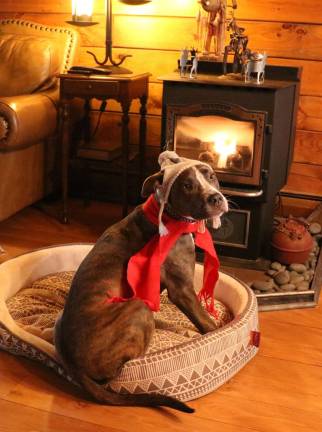 Photo by Roger Gavan Unless your dog has a comfortable bed and a warm stove like Warwick resident Tula Pink, it is inhumane to leave them outside in wintertime without fresh water and shelter.