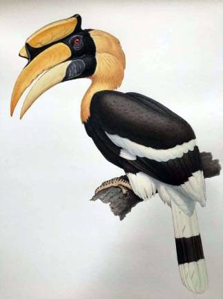John Cameron Yrizarry is one of America&#x2019;s finest wildlife illustrators. Yrizarry is especially well known for his birds, reptiles and amphibian illustrations.