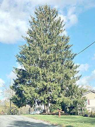 Carol Schultz’s magnificent Norway Spruce on the front lawn of her home on Cedar Drive grew to 77 feet tall and 46 feet wide and was selected as the 2019 Rockfeller Center Christmas Tree. File photo by Terry Reilly.