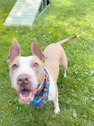 Yaya, with scarf, is eager to the arrival Saturday evening, Aug. 14, of Jordan’s Way at the Warwick Valley Humane Society fund raiser.