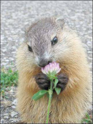 It's Groundhog Day