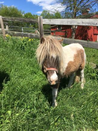 Misty, the runaway miniature horse, safe at home.