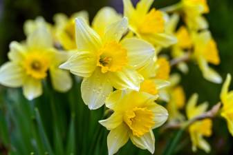 Greenwood Lake. Girl Scouts host daffodil fundraiser for village’s Centennial Celebration