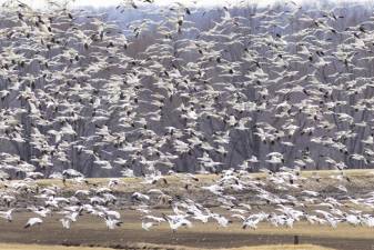 Snow geese fill the air space above the black dirt farming region of Warwick NY before continuing their migration back to the arctic breeding grounds. In spring when building up fat reserves for migration, they may feed more then 12 hours daily