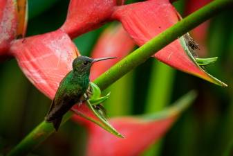 Rufous-tailed Hummingbird