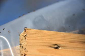 Spongy moth caterpillars were all over a hoop house in a home garden in Matamoras, Pa.