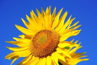 Sunflower growing contest for youth begins