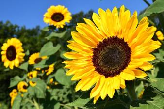 Annual Sunflower Growing contest winners awarded