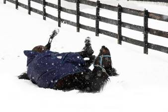 A horse makes snow angels at Blue Arrow Farm in Warwick during a recent snowfall. Photo by Robert G. Breese.