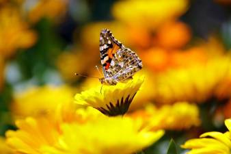 Butterflies help to spread pollen from flower to flower as they search for nectar to drink.