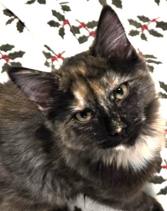 Meet Chrysanthemum &amp; Lilac