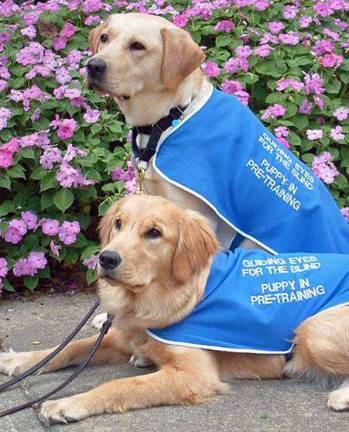 Puppies in training explained