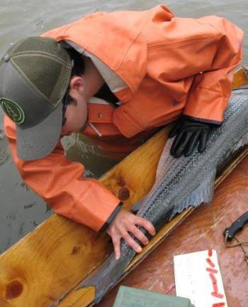 A Hudson River Fisheries technician measures a striped bass during the annual haul seine to monitor the abundance of the spawning population.