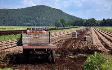 Onion festival returns to Pine Island on Sept. 1