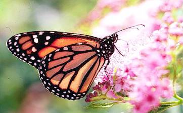 Monarch butterfly expert to shed light on their lifestyle