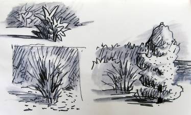 On Thursday, July 8, Jim Van Gelder will host a drawing class on capturing natural forms and light effects quickly and efficiently. Provided photo.