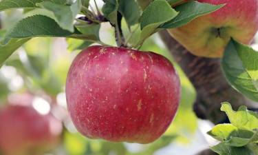 Apple Eve returns for Apple drop