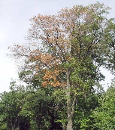 Watch out for oak wilt disease, says Shade Tree Commission