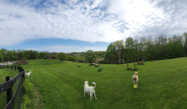 Pups explore Wantage Dog Park. Photo: Jeremy Hubbard