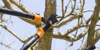 Orange County Master Gardener Volunteer Cecelia Lillard will present Pruning on Tuesday, March 9, from 7 to 8:30 p.m. via Zoom. Learn how to enhance the beauty and vigor of your shrubs and trees.