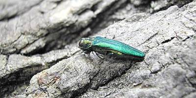 An Emerald Ash Borer