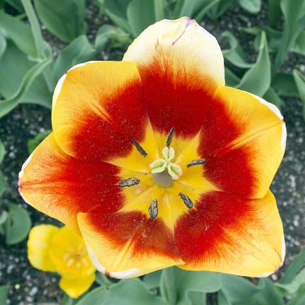 Bursts of color