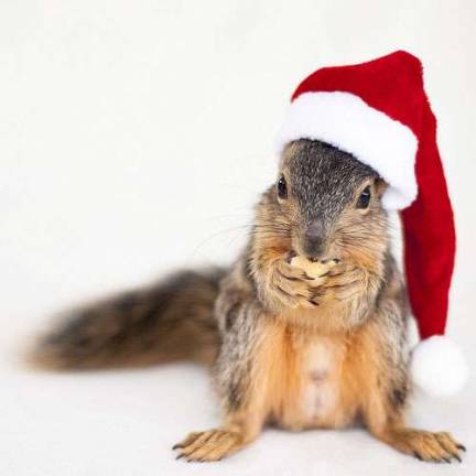 Warwick Valley Humane Society hosts "Pet Photos With Santa" on Nov. 19 and 20.