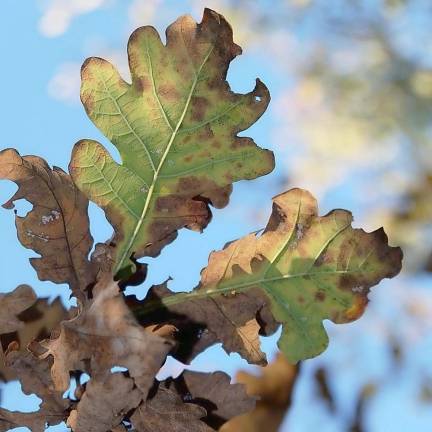 Watch out for oak wilt disease, says Shade Tree Commission