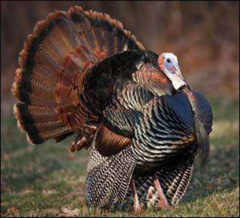 Hudson Highlands Nature Museum offers turkey tales on Nov. 13